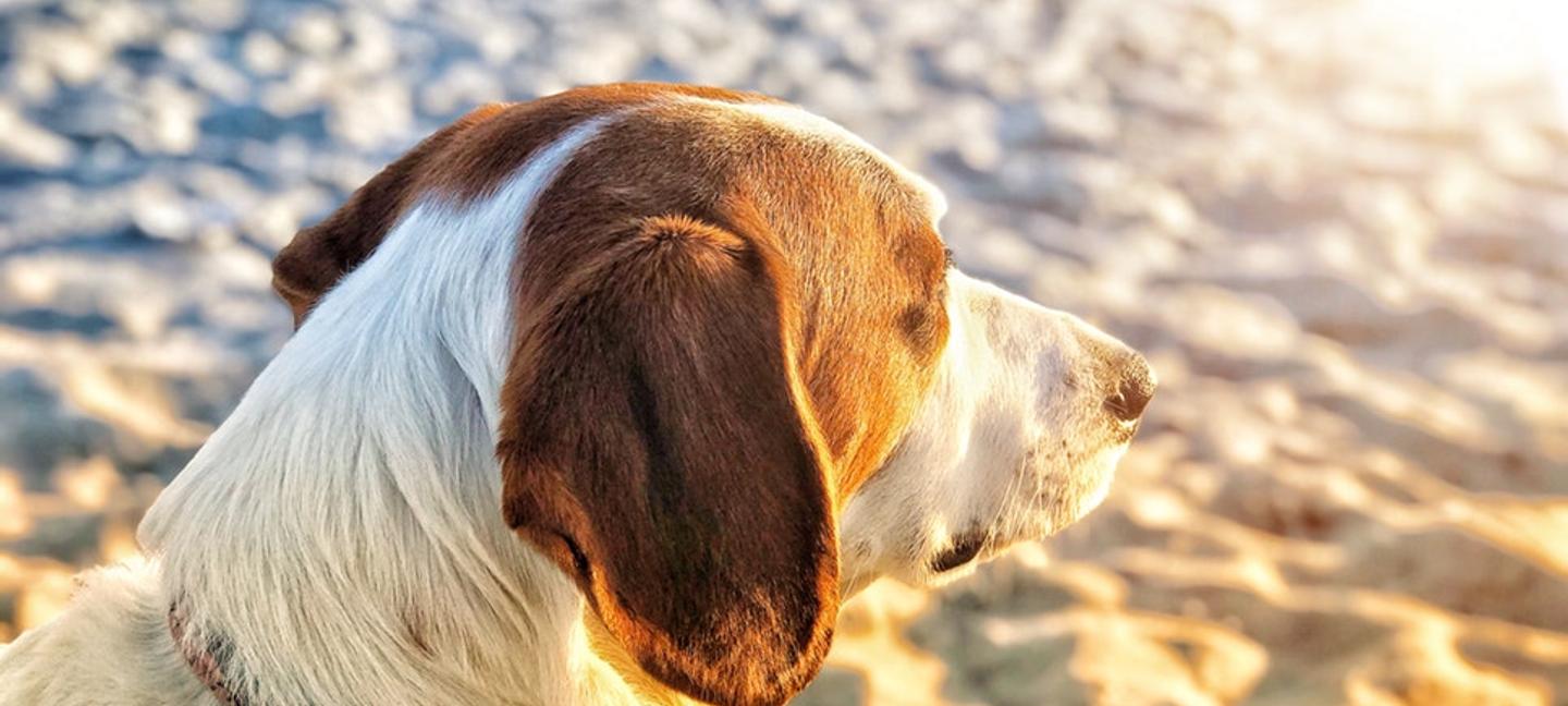 Comfort Suites Ocean City | Ocean City | 2