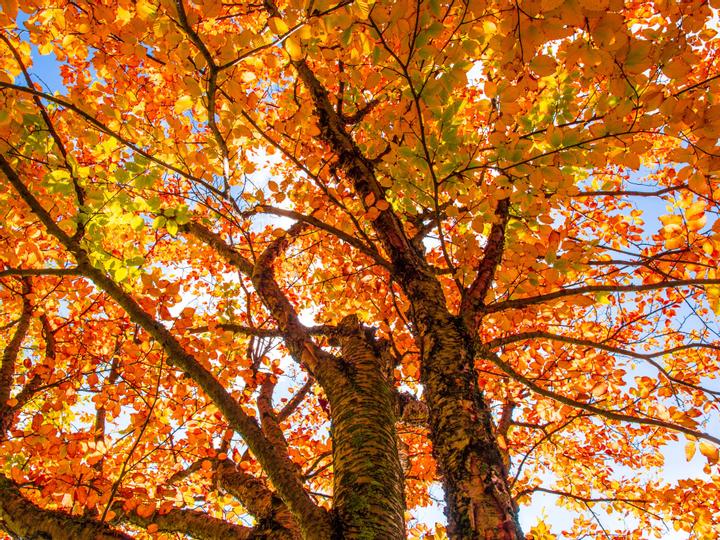 Comfort Suites Ocean City | Ocean City | 2